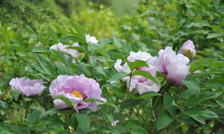 三门峡湿地公园牡丹花开啦